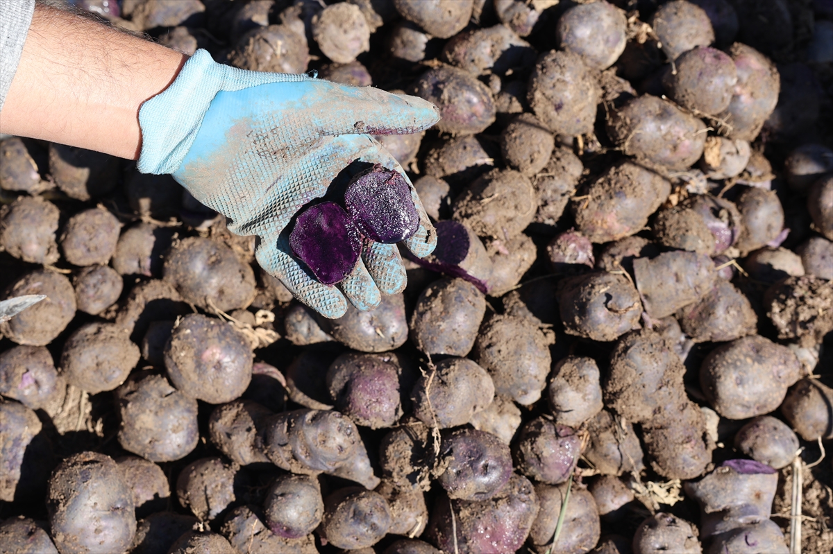 Erzurum'da mor patates toprağa uyum sağladı