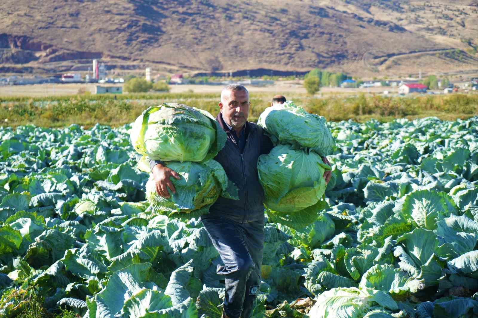 Muş’ta lahana hasadından gelir beklentisi yüksek