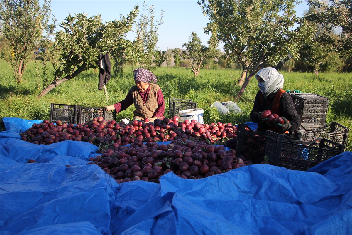 Iğdır'da dağ elması hasadı başladı