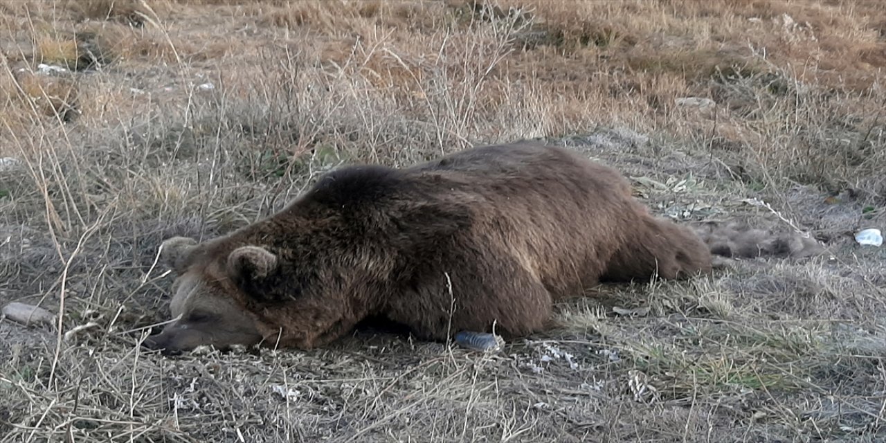 Kars'ta Bir Araç Bozayıya Çarptı