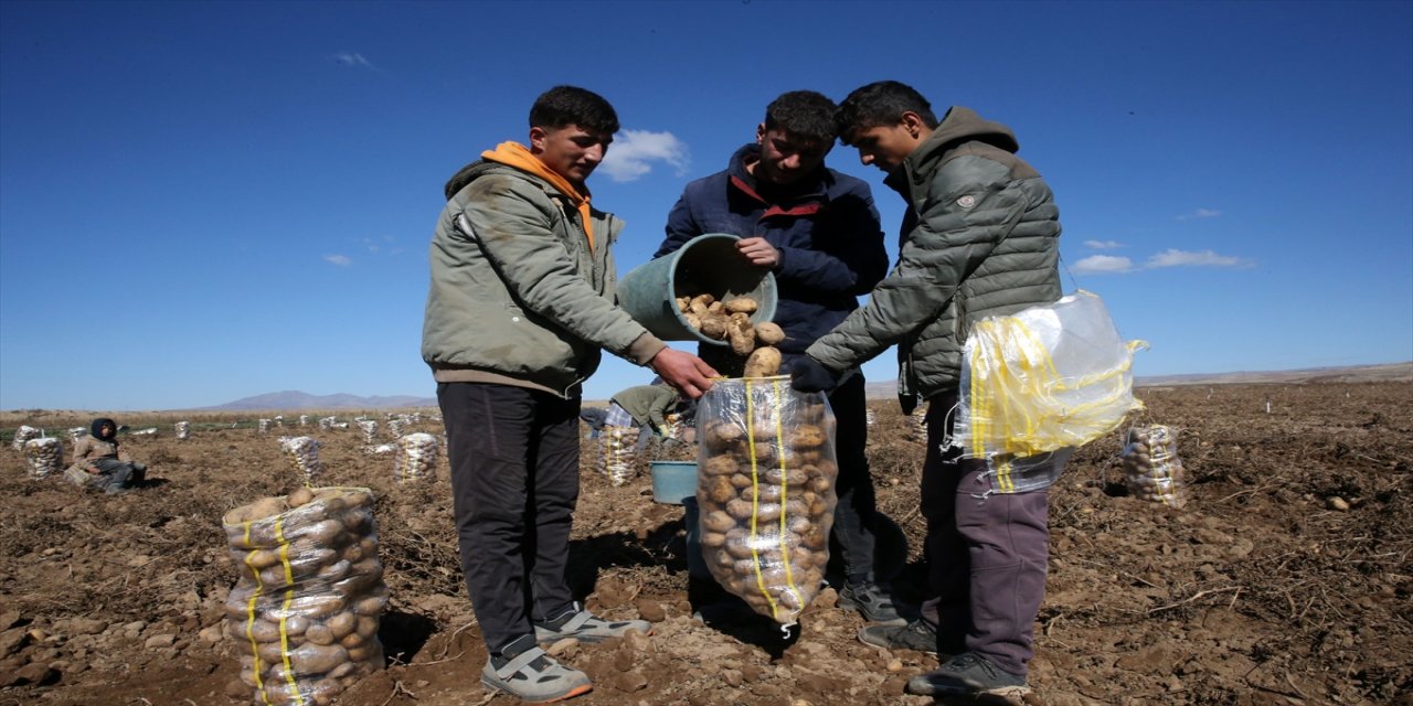 Bitlis'in Ahlat İlçesinde Patates Hasadı Sevinci