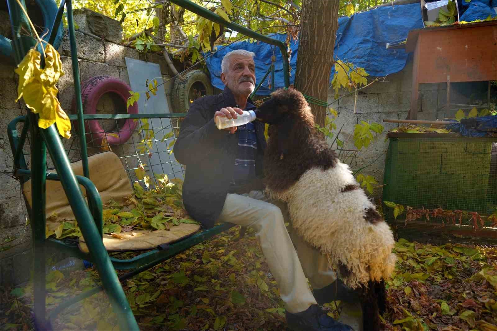 Muş’ta Maşallah amcanın kuzu ile dostluğu yürekleri ısttı