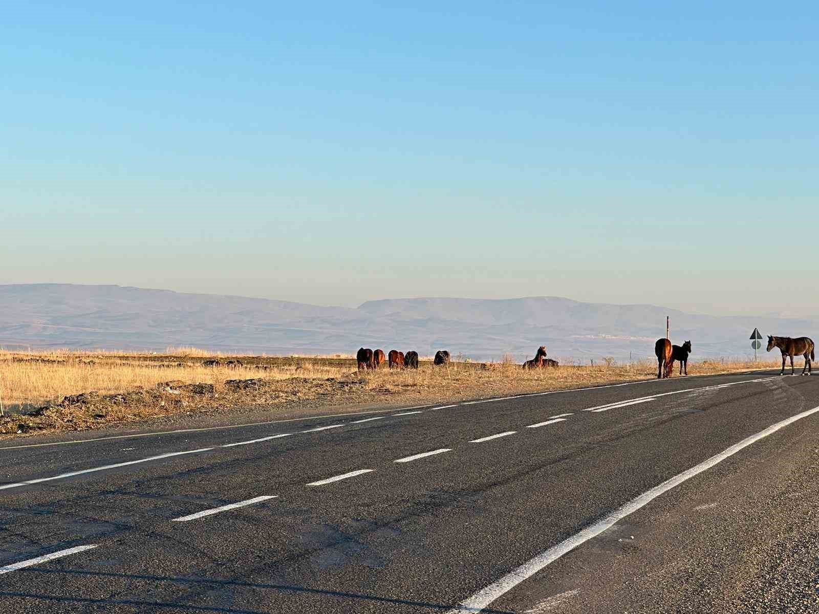 Kars’ta başıboş atlar trafiği tehlikeye atıyor