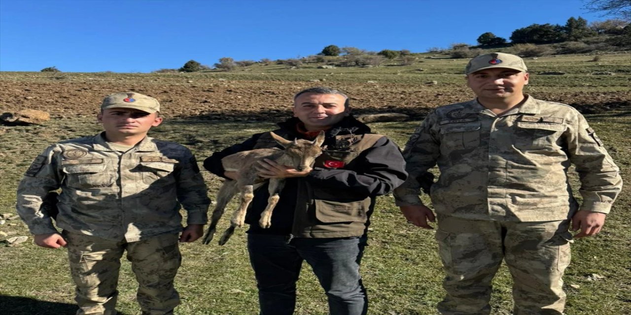 Erzurum'da Yaban Keçi Yavrusu Kartal Saldırısına Uğradı