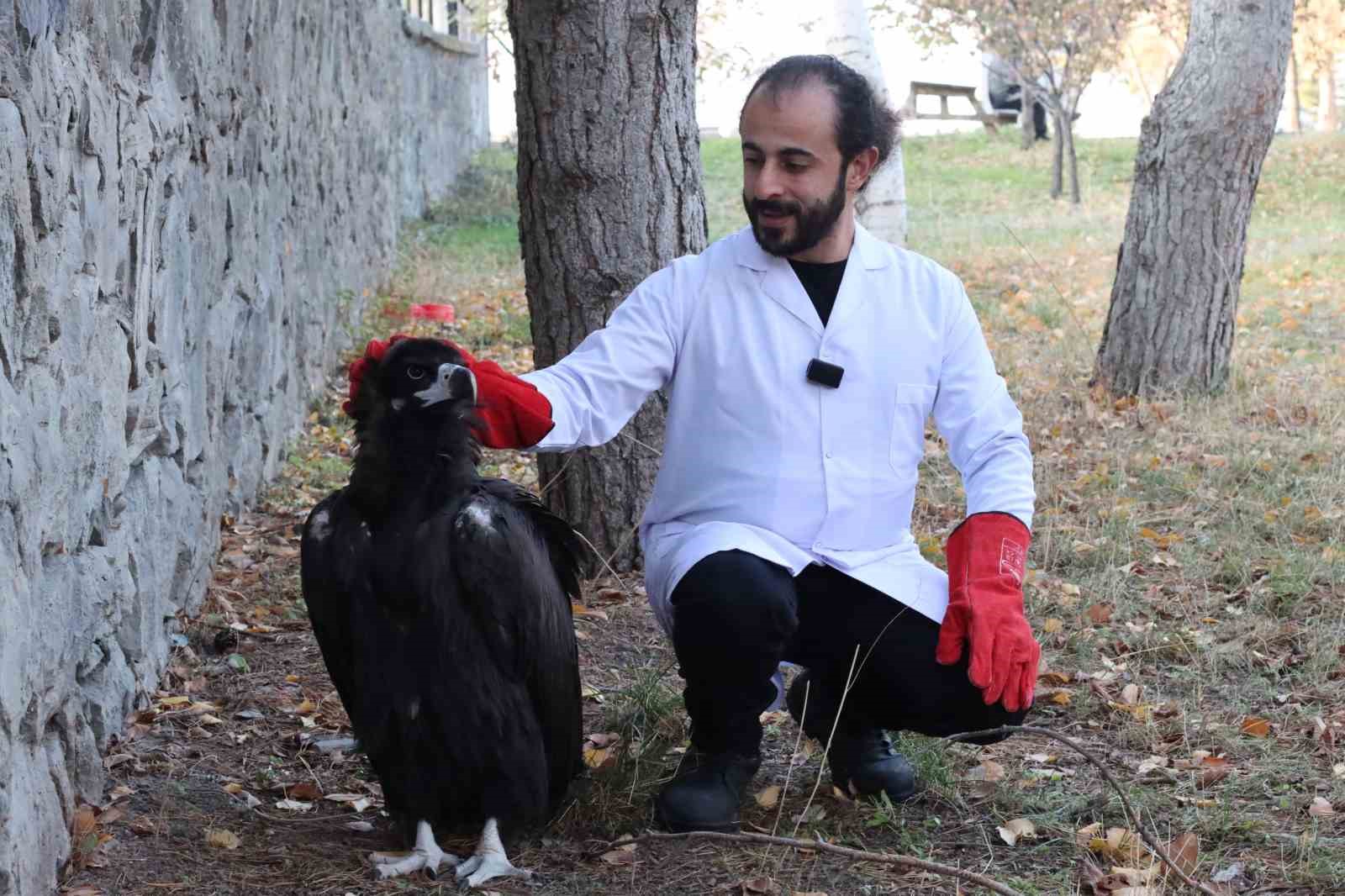 Erzurum’da bitkin bulunan kara akbaba tedavi altına alındı