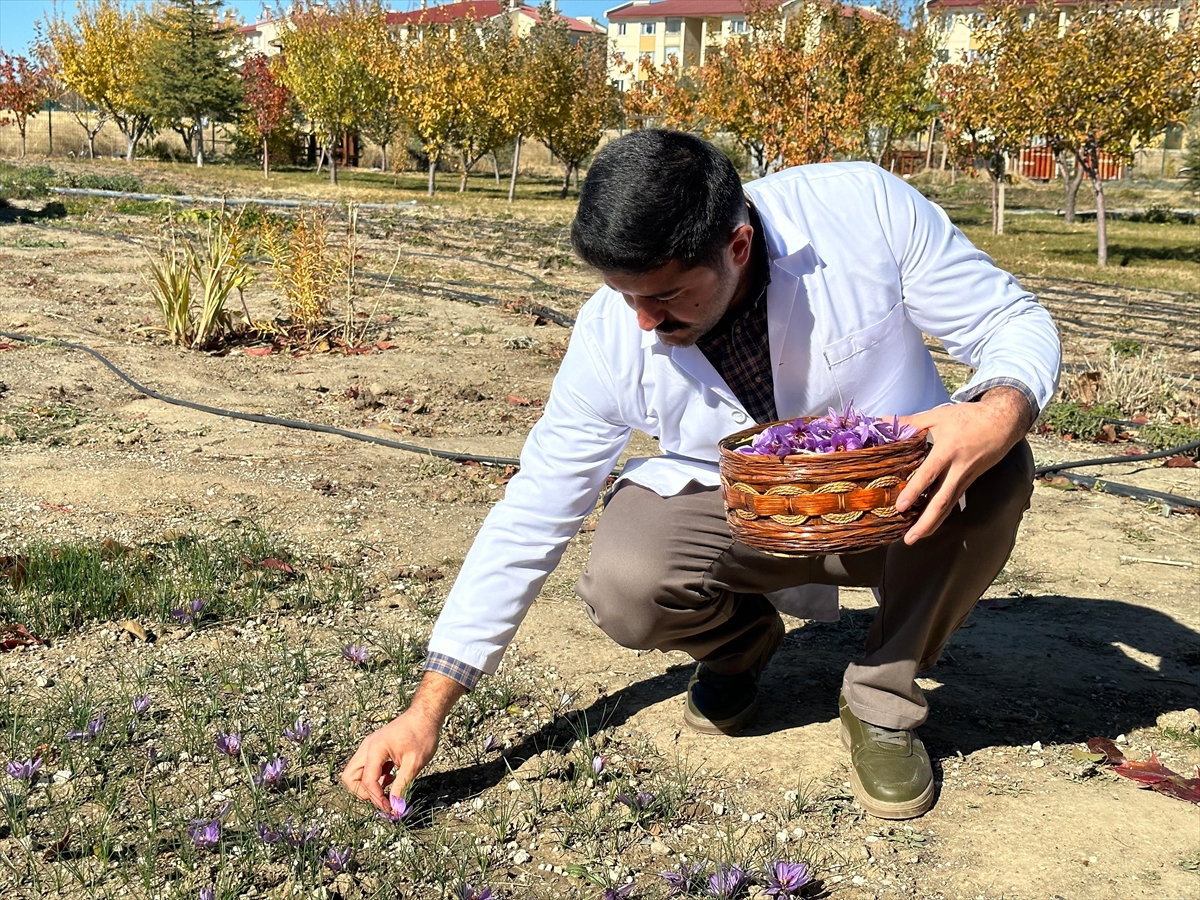 Van'da deneme amaçlı ekilen safran, toprağı sevdi