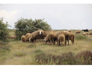 Peynir ve sütte ’brusella’ tehlikesi