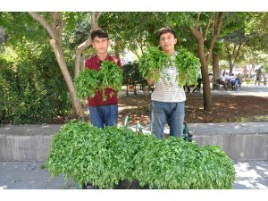 Köyden topladıkları maydanozları satıp harçlıklarını çıkarıyorlar