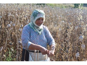 Amasya’da haşhaş hasadı başladı