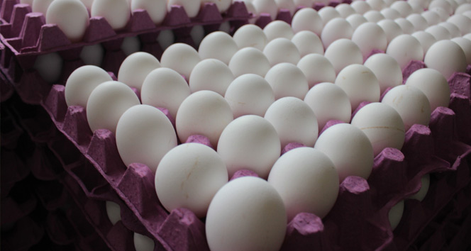 Milyonlaca yumurta toplatıldı