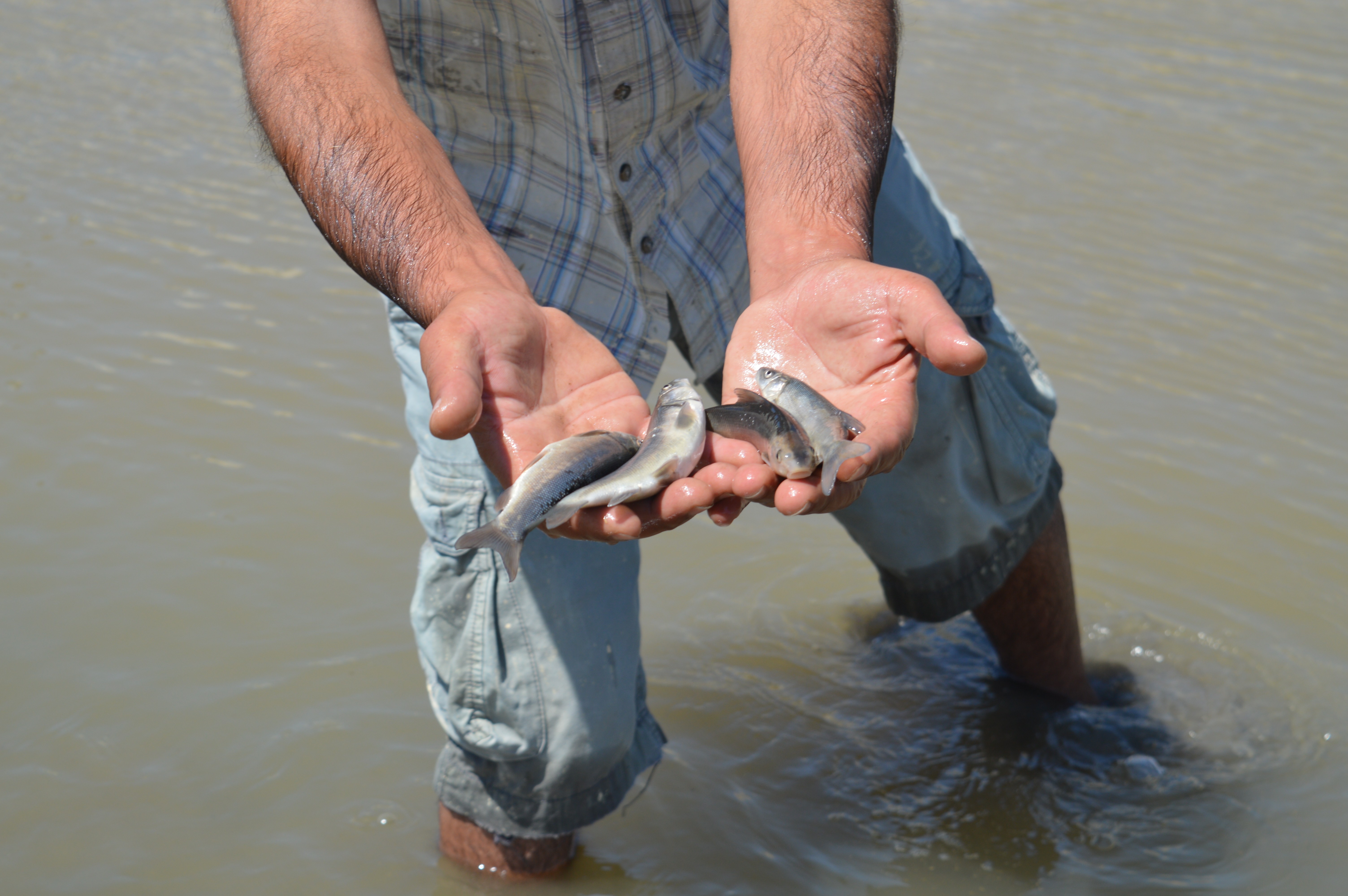 Murat Nehri’nde kirlilikten dolayı binlerce balık öldü