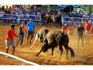 Boğalar arenaya sığmadı