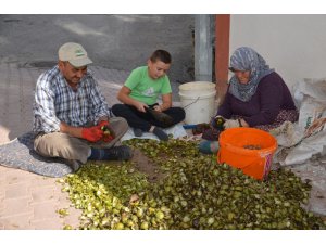 Oğuzlar cevizi, üreticinin yüzünü güldürdü