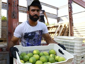 Felsefe okudu, tarım işçisi oldu