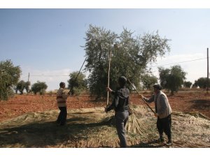 Kilis’te zeytin hasadı erken başladı