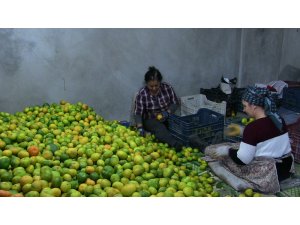 Samandağ mandalinasında ihracat başladı