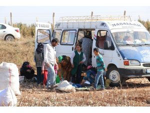 Tarlada kalan pamuk atıkları geçim kaynağı oldu