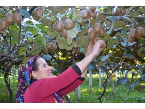 Kivi hasadına başlandı