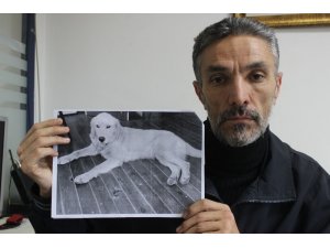 Dedektif gibi iz sürüp kaybolan köpeğini Amerika’da buldu