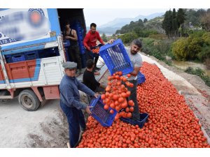 Fiyatı 50 kuruşa düşen domates üreticinin elinde kaldı