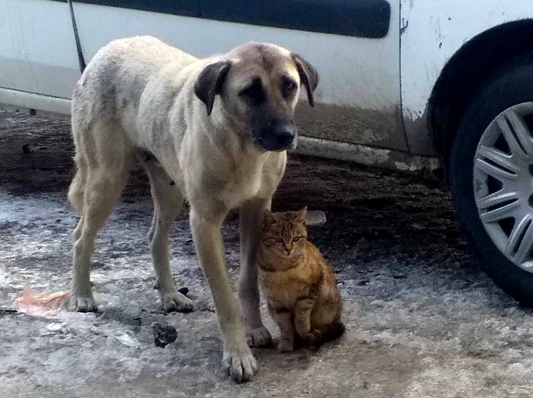 Kedi, köpeği annesi sanıyor