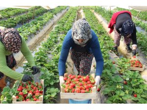 Aydın’da çilek üretimi başladı