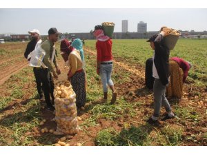 Patates üreticisinde fiyat düşecek korkusu