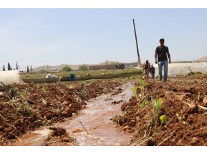 Harran Ovası’nda isot fideleri toprakla buluşuyor