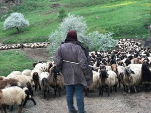 Bir aydır yürüyen göçerler yaylalara ulaştı