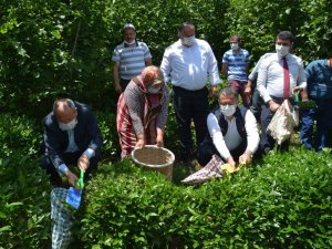 Fındık diyarı Ordu’da ’çay’ hasadı