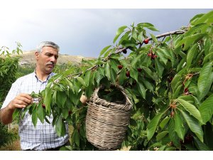 Dalbastı kirazında hasat zamanı