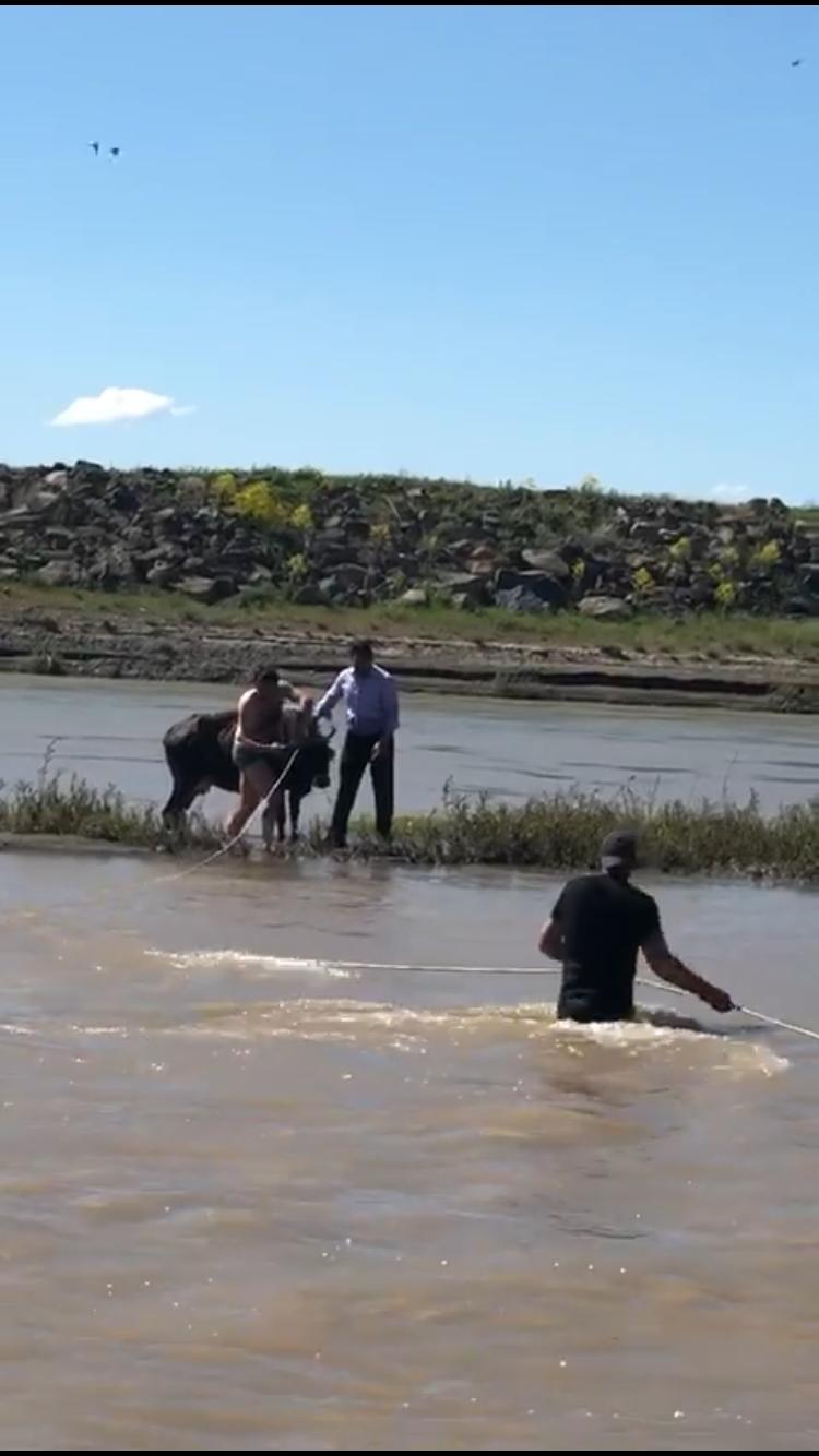 Murat Nehri’ne düşen inek itfaiye ekipleri tarafından kurtarıldı