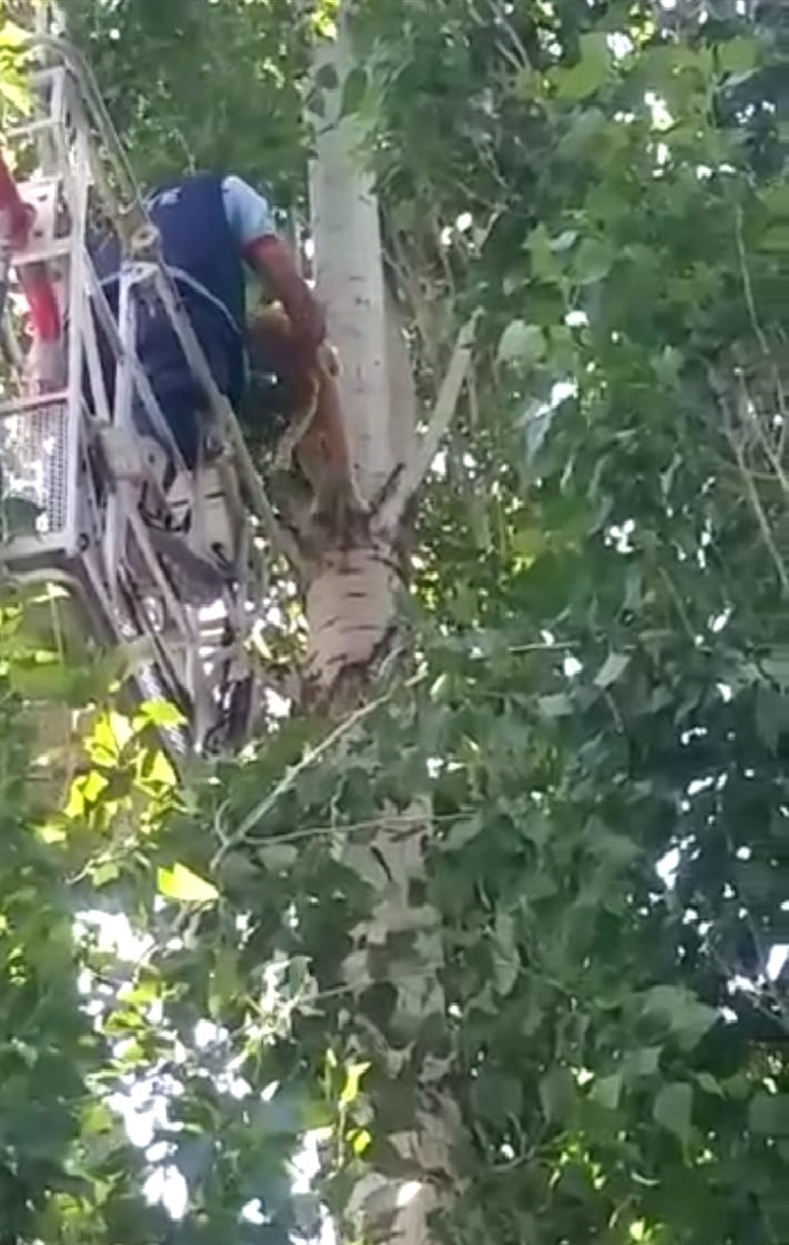 Ağaçta mahsur kalan kediyi, itfaiye ekibi kurtardı