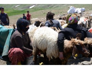 Siirtli göçerlerin zorlu yayla mesaisi başladı