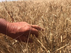 Dolu yağışları buğday ve arpa verimini yarı yarıya düşürdü