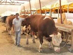 Kurbanlık pazarının 1 ton 200 kiloluk paşası alıcısını bekliyor