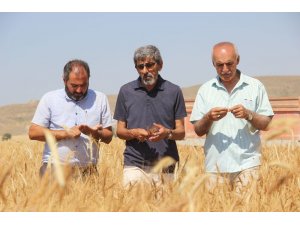 Kışın yağan kar, buğday üreticisinin yüzünü güldürdü