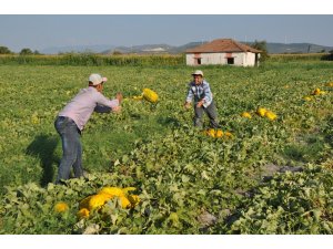 Kırkağaç kavununda ilk hasat başladı