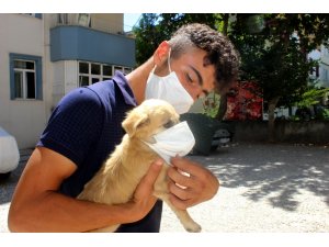 Farkındalık olsun diye köpeğini maskeyle gezdiriyor