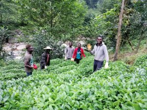 Çay üreticileri Senegal ve Gambialı çay işçilerinden memnun