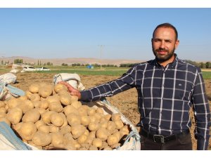 Cipslik patates satış fiyatları üreticisinin yüzünü güldürüyor