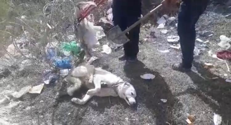 Ayağı Tellere Sıkışan köpek İtfaiye Ekiplerince Kurtarıldı