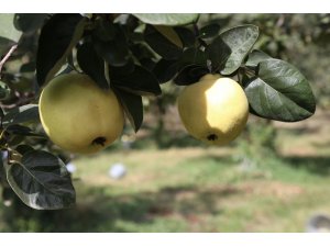 Hamilelik döneminde ayva tüketmenin faydaları saymakla bitmiyor