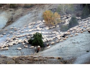 Yayla mesaisini tamamlayan Doğu Anadolu’daki göçerler dönüş yolunda