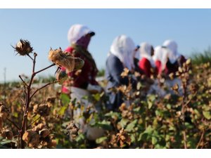 Adana’da renkli pamuk hasadı