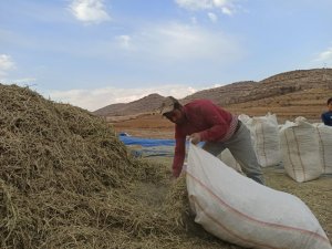 Siirt’te fıstık atığı birçok ailenin geçim kaynağı oldu