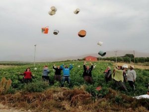 Tarlada çalışanlar kovaları havaya fırlatarak sezonu kapattı