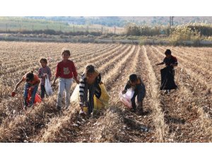 Tarlada kalan kirli ve saçılmış pamuklar geçim kaynağı oldu