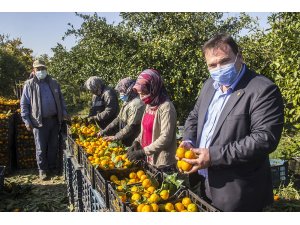 Maskeli, mesafeli mandalina hasadı başladı