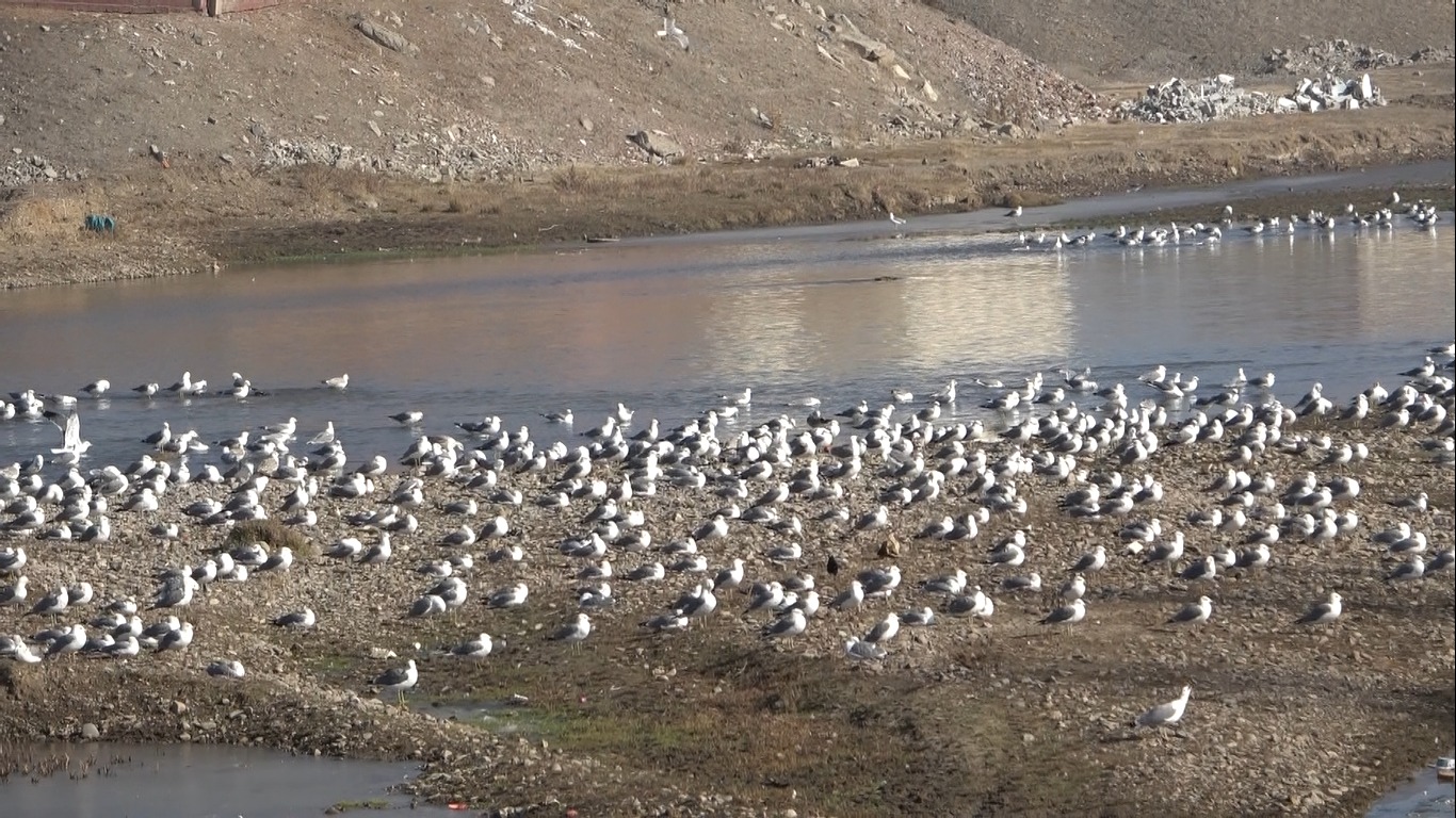 Murat Nehri’nde Martı Şöleni